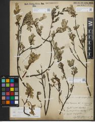 Foto von Salix repens subsp. repens L.